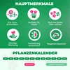 Allium Zwiebeln Winterhart Mehrjährig - Globemaster - 5 Produktbild-Vorschau 6