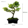 Bonsai Ostrokrzew karbowany - Ilex w doniczce 15 cm Podgląd zdjęcia produktu 2