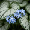 3x Brunnera macrophylla Staude, Blau, winterhart, 20 cm Produktbild-Vorschau 4