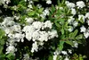 Spiraea nipponica 'Snowmound', Japanische Spiere, weiß, Produktbild-Vorschau 6