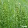 Lavagrus aus Eifeler Urgestein (20 kg für 200 m2)- Produktbild-Vorschau 7