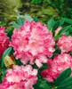 Rhododendron yakushimanum 'Sonatine', rosa Blüten, 25–30 cm Produktbild-Vorschau 3