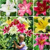 Lilien Zwiebeln Winterhart Mehrjährig - Riesen Lilien Baum Produktbild-Vorschau 1