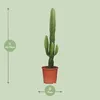 Euphorbia acurensis Ø 17 cm, 50 cm - Euphorbe cactée - Voir les images du produit 3