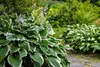 Stauden Gänge 3 x Hosta x fortunei 'Patriot' im 1 Liter Produktbild-Vorschau 5