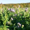 (9,25€/kg) Phacelia 2 kg Gründüngung Stilllegung Produktbild-Vorschau 4