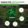 Sauerampfer Mehrjährig Samen - Rumex acetosa - Produktbild-Vorschau 3