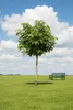Liquidambar styraciflua Gumball, Amberbaum, Höhe:170-180 Produktbild-Vorschau 2