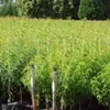 Rekord aus Alfter robuster Pfirsich Produktbild-Vorschau 2
