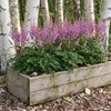 Stauden Gänge 3 x Astilbe chinensis pumila im 0,5 Liter Produktbild-Vorschau 7