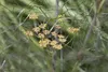 Foeniculum vulgare 'Rubrum', Bronze-Fenchel, ca. 11x11 cm Produktbild-Vorschau 2
