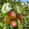 Opal Pflaumenbaum Säule aromatisch süß 80 - 120 cm 7,5 Produktbild-Vorschau 1