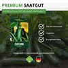Zucchini Black Beauty Samen - Cucurbita pepo - Produktbild-Vorschau 8