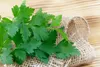 SAFLAX - BIO - Plochá petržel - Petroselinum crispum - 600 Náhled obrázku produktu 4