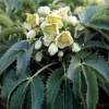 6 x čemeřice korsická - Helleborus argutifolius | Květináč Náhled obrázku produktu 1