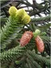 Chilenische Tanne – Araucaria araucana – Topfpflanze (19 Produktbild-Vorschau 4