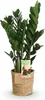 Zamioculcas 65 - 75cm, 17cm, s košíkem, do obývacího Náhled obrázku produktu 1
