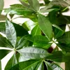 Green boutiQ - Plantes d'intérieur - Pachira Aquatica multi Voir les images du produit 5