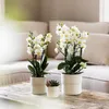 Kolibri Orchids – bílá orchidej Phalaenopsis „Lausanne“, Náhled obrázku produktu 15