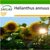 SAFLAX - Slunečnicový Titan - Helianthus annuus - 20 Semena Náhled obrázku produktu 5