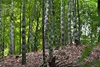 SAFLAX - Moso obří bambus - Phyllostachys pubescens - 20 Náhled obrázku produktu 6