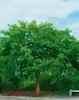 Morus alba, Weiße Maulbeere, 80–100 cm Produktbild-Vorschau 2