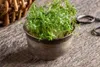 Kresse Ganzjahres-Gemüse-Sprossensamen 10G Produktbild-Vorschau 9