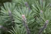 Pinus mugo 'Mops', Bergkiefer, kompakt, ca. 9x9 cm Topf Produktbild-Vorschau 5