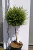 Ligustrum delavayanum - Delavays Liguster - 80cm Hochstamm Produktbild-Vorschau 1