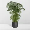 Polyscias fruticosa - aralia - Ø21cm - Ø75cm - tropikalna Podgląd zdjęcia produktu 6