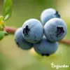 Blaubeerdünger Flüssig 3x1L – 2-1-8 NPK – Flüssigdünger Für Produktbild-Vorschau 5