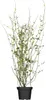 Ranunkelstrauch Pleniflora 60-100 cm, im Topf - Kerria Produktbild-Vorschau 1