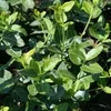 2 x radicchi striscianti - Euonymus fortunei radicans | Anteprima dell’immagine prodotto 2
