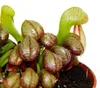 Pianta carnivora - Giglio cobra - Darlingtonia californica Anteprima dell’immagine prodotto 4