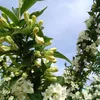 2 x  Weigelie  - Weigela 'Candida'  | 50-60 cm in Container Produktbild-Vorschau 2