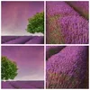 Bild auf Leinwand - Leinwandbild - Wiese lavenda Sommer Produktbild-Vorschau 8