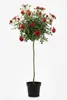 Rose ‘Manora’ - Hochstamm  |  170–180 cm | Rot blühende Produktbild-Vorschau 1