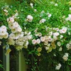 Klimroos - Rosa New Dawn - Bloem Licht roze - Weinig Productafbeelding-voorbeeld 5