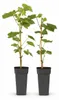 Vitis vinifera „Himrod“ – bílé bezsemenné hrozny – 15cm Náhled obrázku produktu 2
