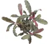 Vodní rostlina Bucephalandra Red Scorpio Náhled obrázku produktu 1