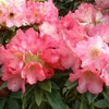 Rhododendron 'Surrey Heath' | 25-30 cm in vaso Anteprima dell’immagine prodotto 1
