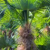 XXL Palme winterhart Lieferhöhe ca.: 140 - 160 cm Produktbild-Vorschau 8