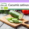 SAFLAX - BIO - Okurka - Marketmore - Cucumis sativus - 20 Náhled obrázku produktu 10