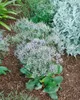 Limonium latifolium, Meerlavendel, blauviolett, ca. 9x9 cm Produktbild-Vorschau 6