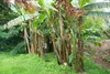 SAFLAX  - Banane plantain - 10 graines - Musa Voir les images du produit 4