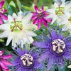 Passionsblume - 3 Stk - Passiflora hybridum - Höhe 25-40cm Produktbild-Vorschau 5