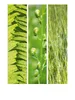 Calvendo Natural Trios - Grüne Blätter 1000 Teile Puzzle Produktbild-Vorschau 2