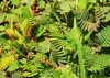 SAFLAX - Skutečná mimóza - Mimosa pudica - 70 Semena Náhled obrázku produktu 4