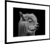MuchoWow® MuchoWow® Gerahmtes Poster Alpaka - Fell - Produktbild-Vorschau 1