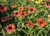 Stauden Gänge 3 x Echinacea purpurea ‚Cheyenne Spirit' - Produktbild-Vorschau 7